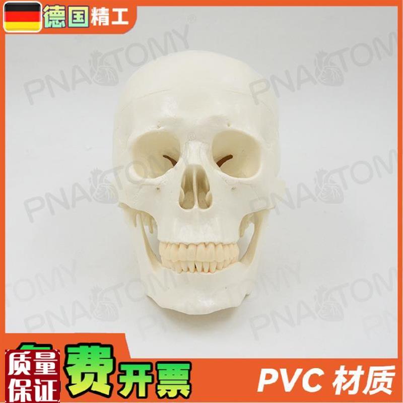 德国】11大小白色仿真人体头C颅骨骷髅头骨模型可拆卸美术素