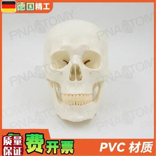 德国】11大小白色仿真人体头C颅骨骷髅头骨模型可拆卸美术素