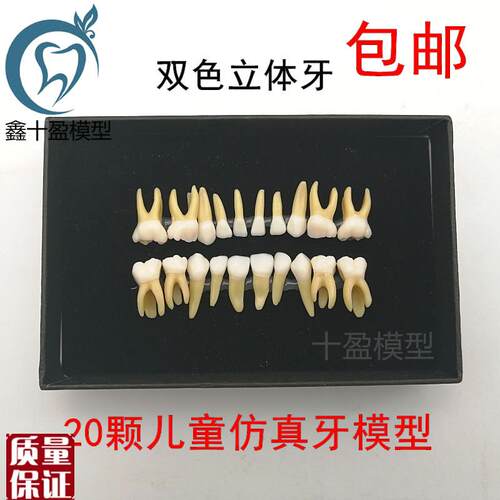 20颗双色乳牙i有牙根开髓离体牙模型儿童全口标准牙齿模型M702