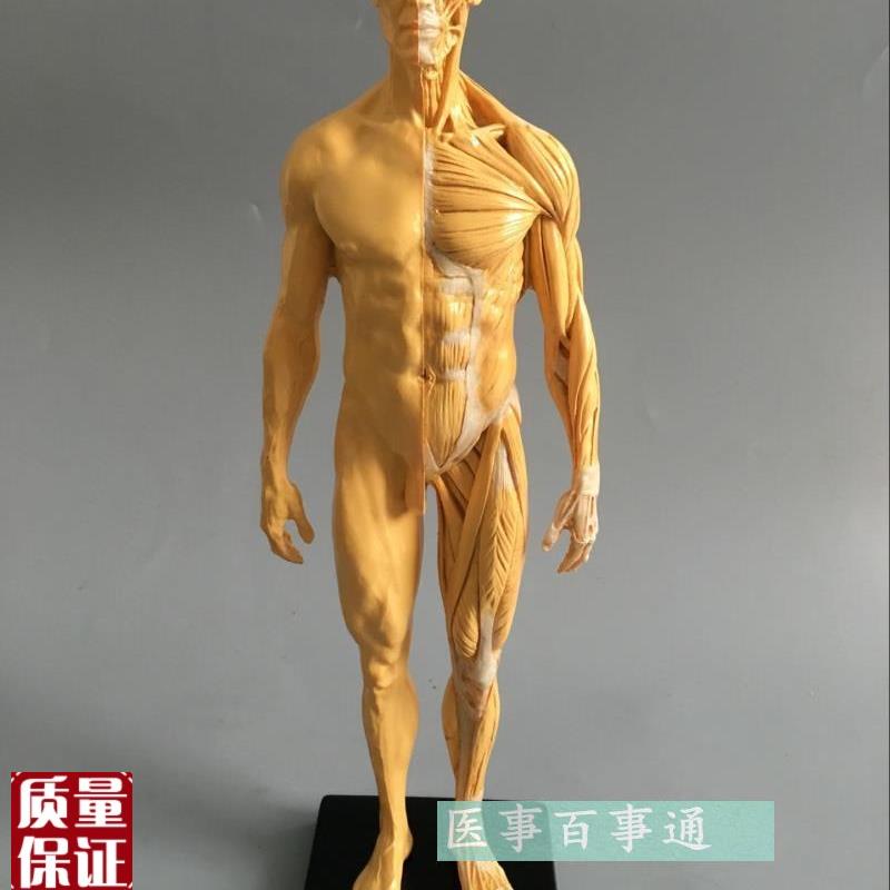 30cm艺用人体k模型肌肉骨骼解剖人体结构美术模型CG绘画雕塑教