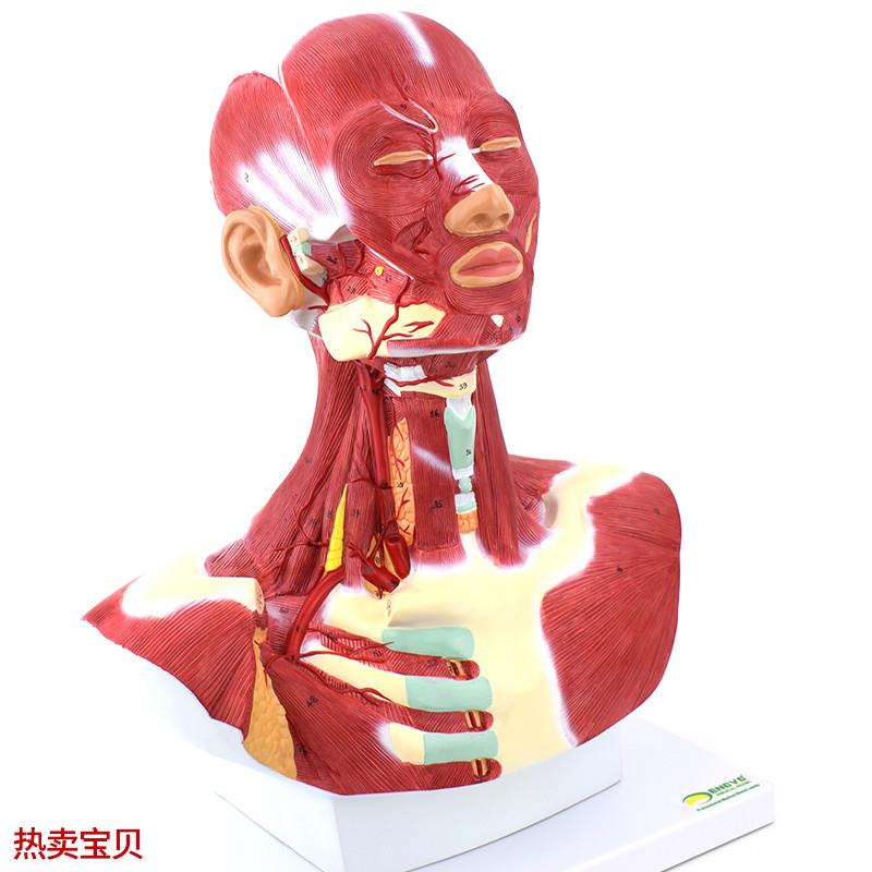 ENOVO颐诺人体头面部肌肉解剖头颈胸模型艺用面部肌肉.美术微整头