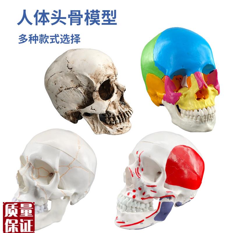 成人一比一医学仿真人体彩色头骨模型头颅骨解S剖数字编码标识骷