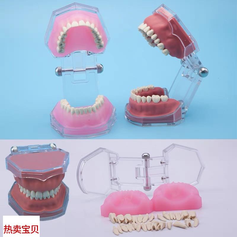 练习全口可拔牙模型离体牙可拆卸软牙龈牙科口腔教T学演示工厂直