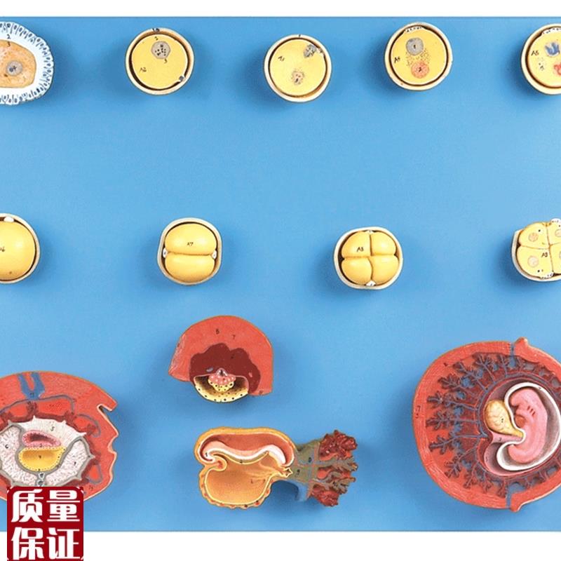 受精与初期胚胎t发育过程模型A4200