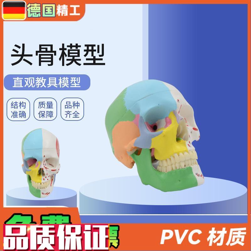 德国】美术医学艺用n头骨模型标准彩色分区骷髅头头骨可拆解头骨