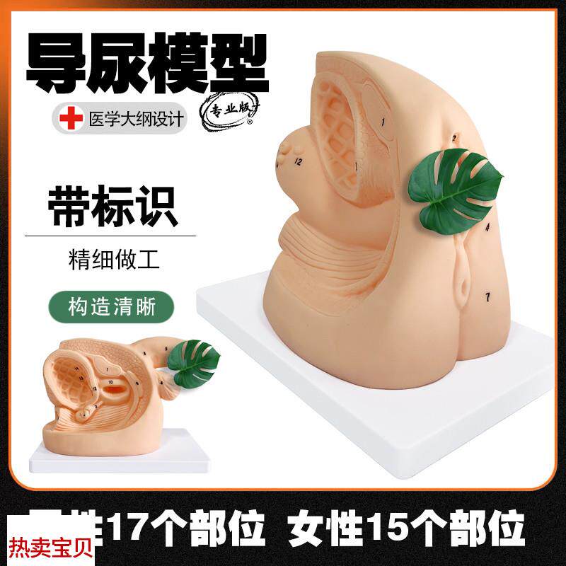 男女性导尿模型医院学校教学家政培训人体模P型生殖器官结构解剖
