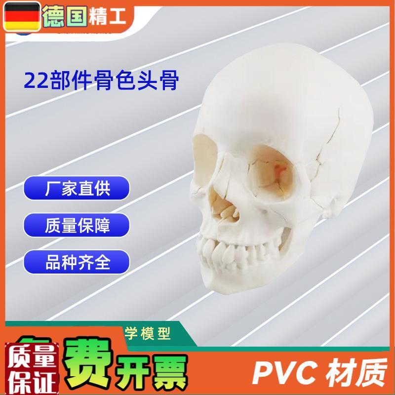 22部件骨色头骨可拆分模型人体骨骼模型教学模P型26*17*22C