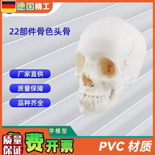 22部件骨色头骨可拆分模型人体骨骼模型教学模P型26*17*22C