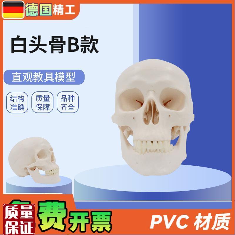 德国】PNT-0150B白头骨Bz树脂工艺品1:1骷髅头模型美术骷髅头