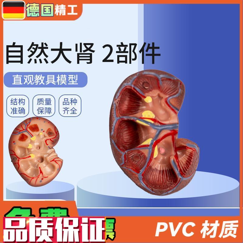 德国】自然大肾i2部件肾脏模型人体内脏模型健康肾自然大肾解剖