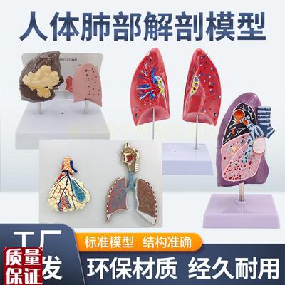 人体呼吸系统解剖模型肺解剖喉D心肺病理肺浮雕式肺泡放大教