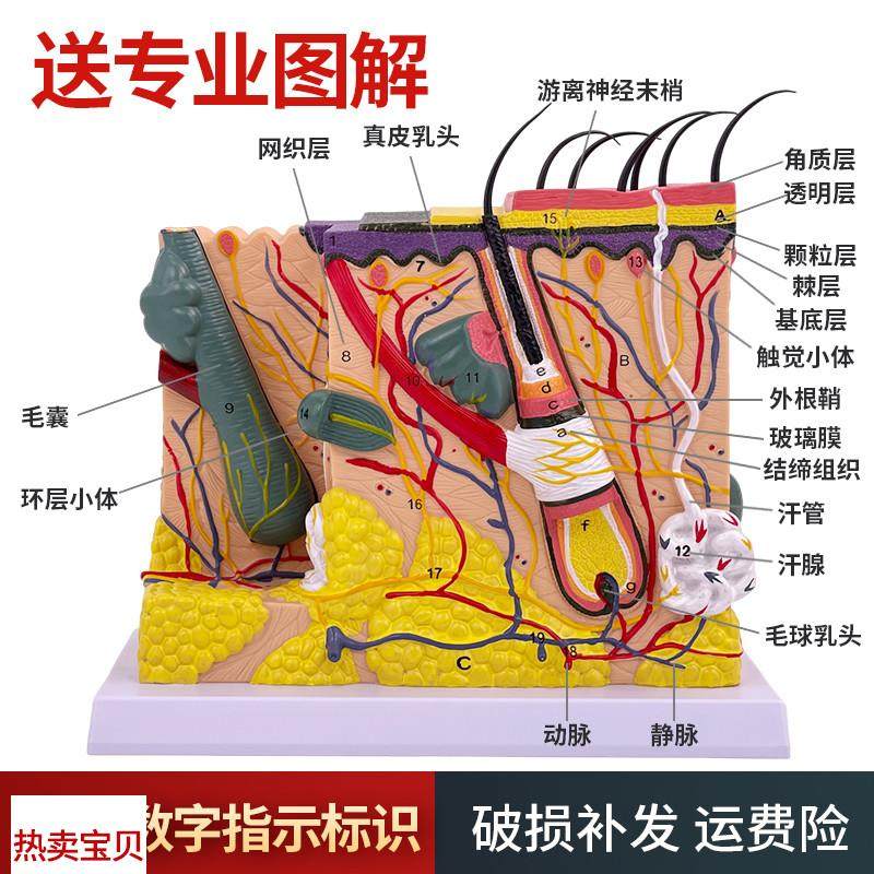 人体皮肤组织结构放大模型皮肤切面F解剖模型美容整形皮肤微整形