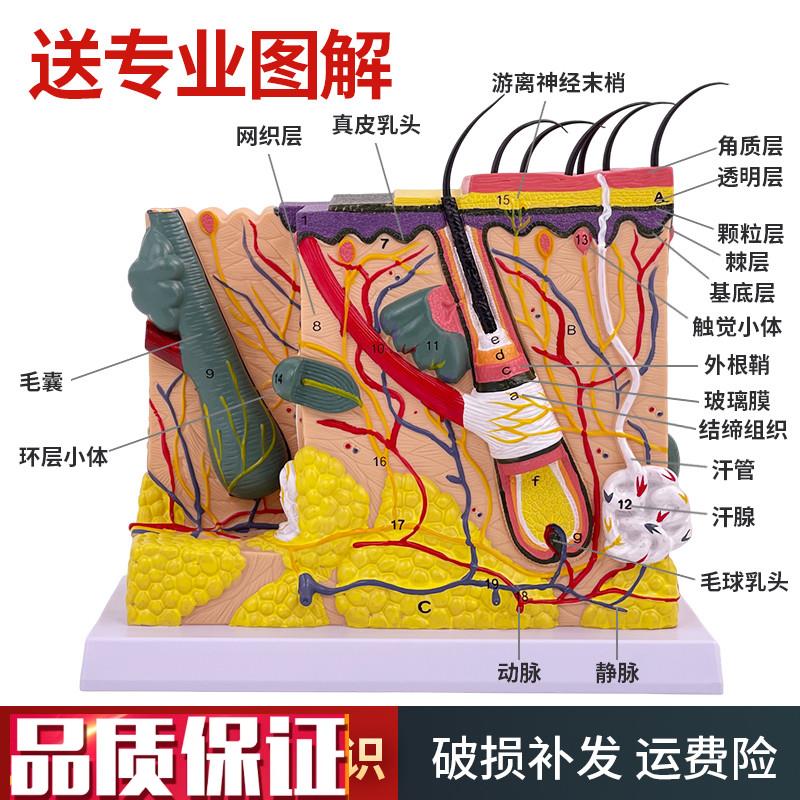 50倍人体皮肤组织m结构放大解剖模型医学美容整形立体皮肤放大模