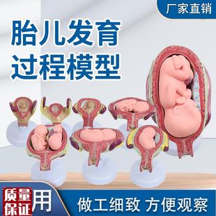 8件妊娠胚胎发育过程胎儿x形成发育过程模型计划生育展示胎