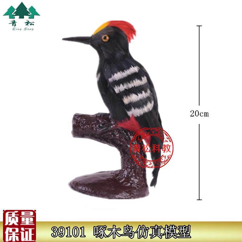 39101啄木h鸟仿真模型自然大用羽毛制作小学科学生物标本静态模