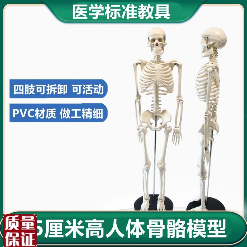 人体骨骼模型8h5厘米高小白仿真骨架桌上型四肢关节可活动康复艺