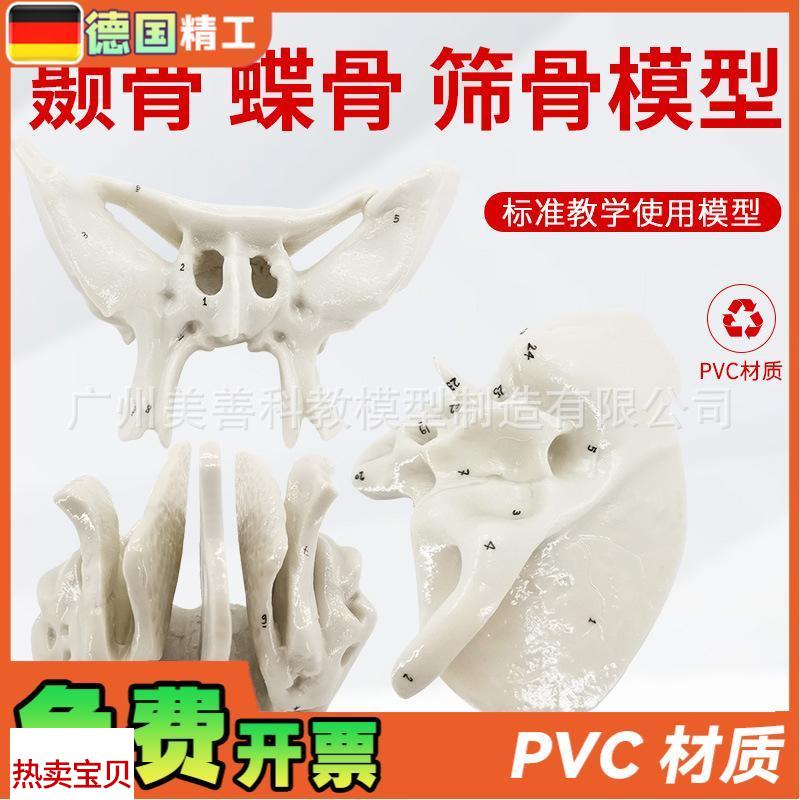 颞骨蝶骨筛骨放大骨骼r模型人体骨骼解剖模型骨科医学骨骼教具