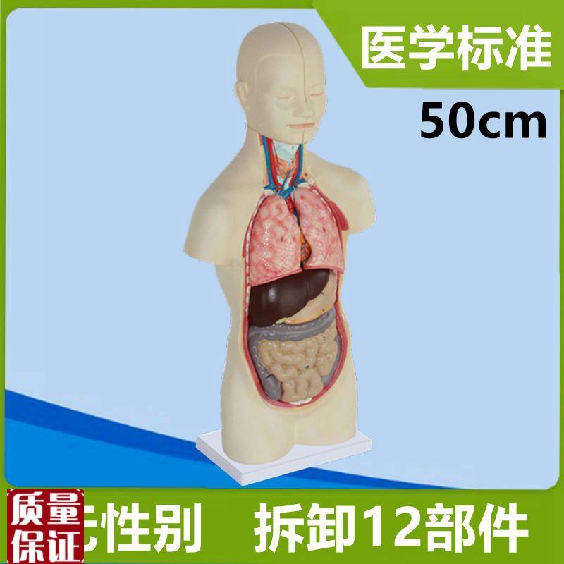 50厘米躯干模特内脏拆卸1w2部件心肝肾肠道脑儿童早教拼装玩具人