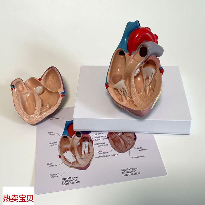 康泰教具心脏模型冠o状动脉血管心室二尖瓣B超教学主动脉瓣医药促
