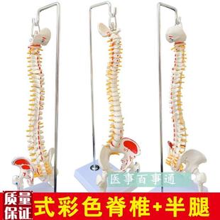 人体脊柱模型人体骨骼大脊椎成人45ECM带颈椎胸椎尾椎椎骨骨盆模