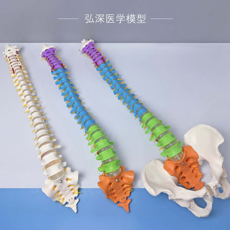 人体脊柱模型1比1彩色分区脊椎尾骨骼可动弯曲颈T胸腰椎间盘骨盆