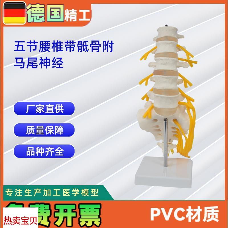 5节腰椎c带骶骨打开附马尾神经人体骨骼模型