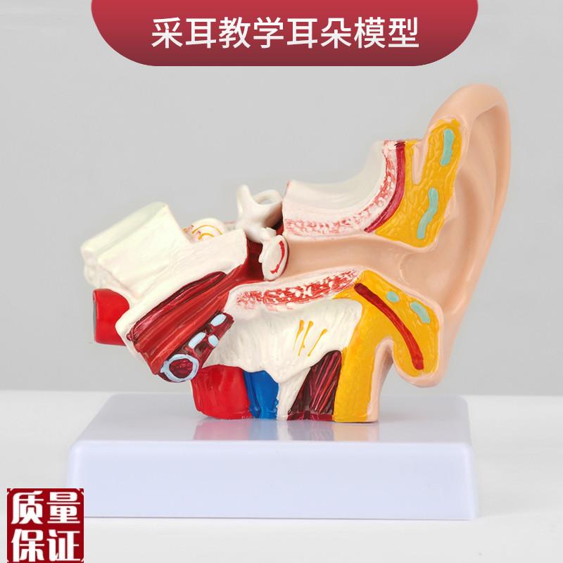 采耳耳朵模型桌上k型耳朵解剖结构耳道模型外中内耳部听觉系统器