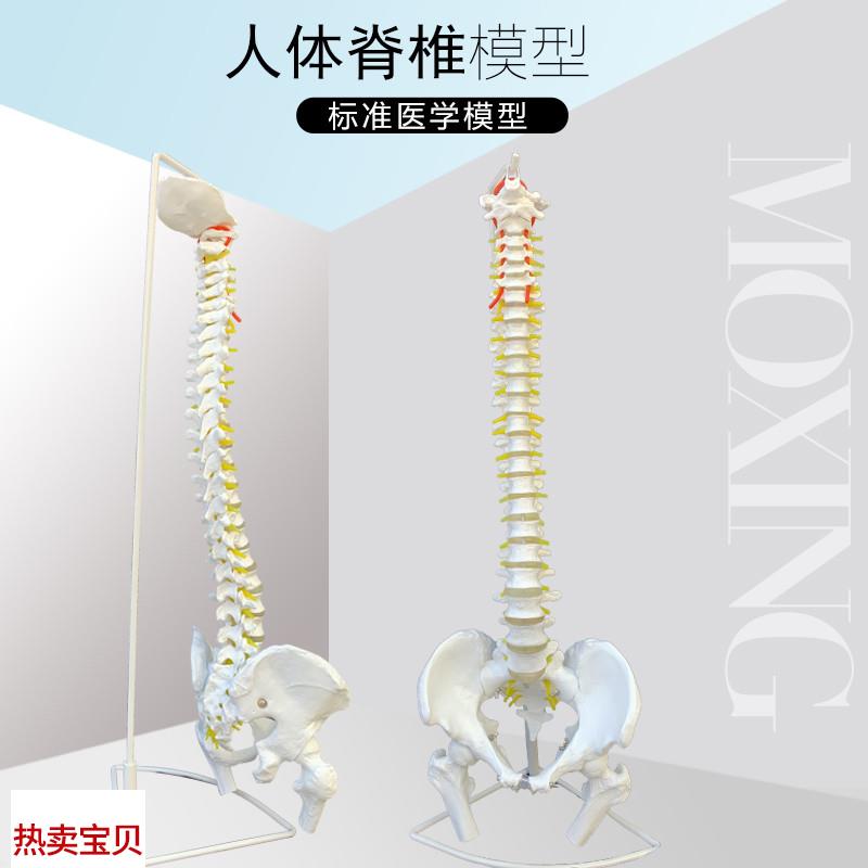 医用人体脊柱模型人体骨骼大脊椎成人1:1带颈椎胸椎尾.椎椎骨骨盆