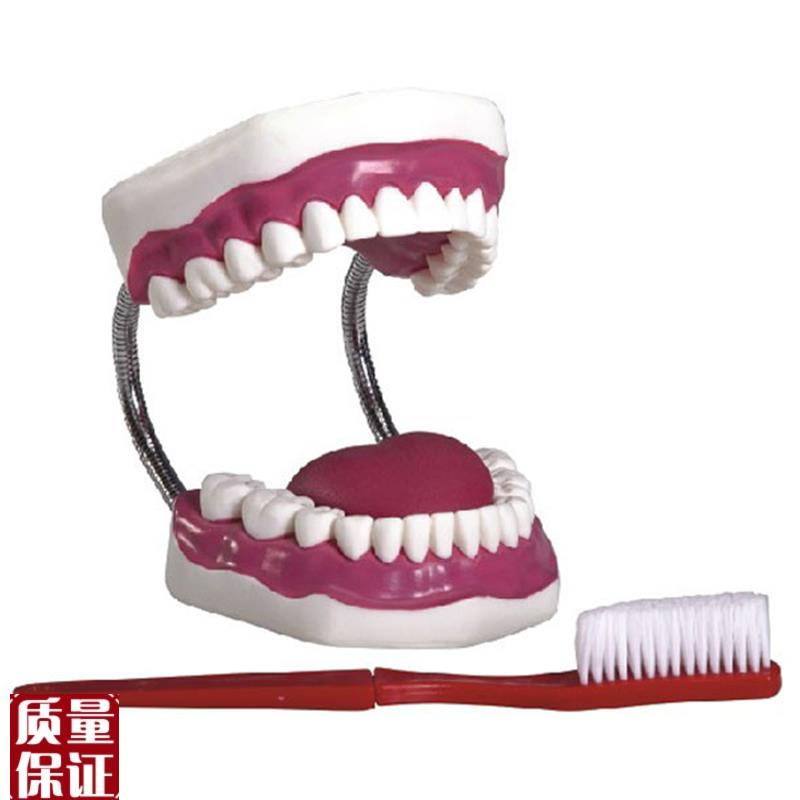 口腔护理操h作模型口腔清洁操作模型(带舌