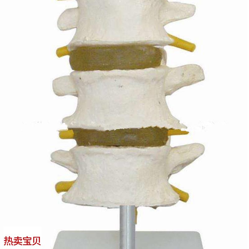 正常腰椎模型(四节)腰椎模型骨骼模R型人体腰椎模型