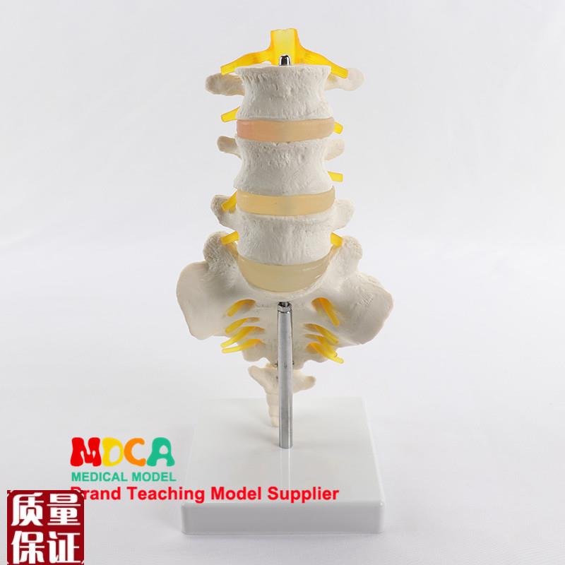 三节腰椎带骶骨模型脊柱11自然大医R学教学MYZ00