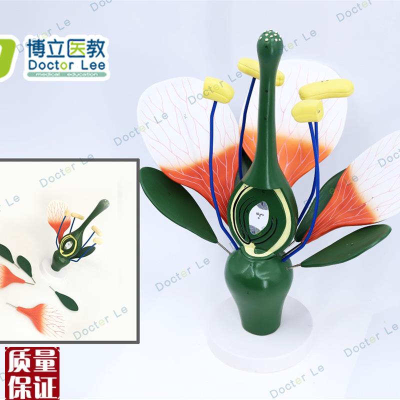 桃花模型典型双子m叶花构造绿色植物花蕊生物教学试验展