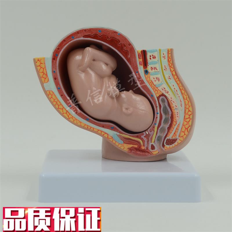 普信盆腔模型助产示教模型胚胎发育模型柜U台展示计生用品