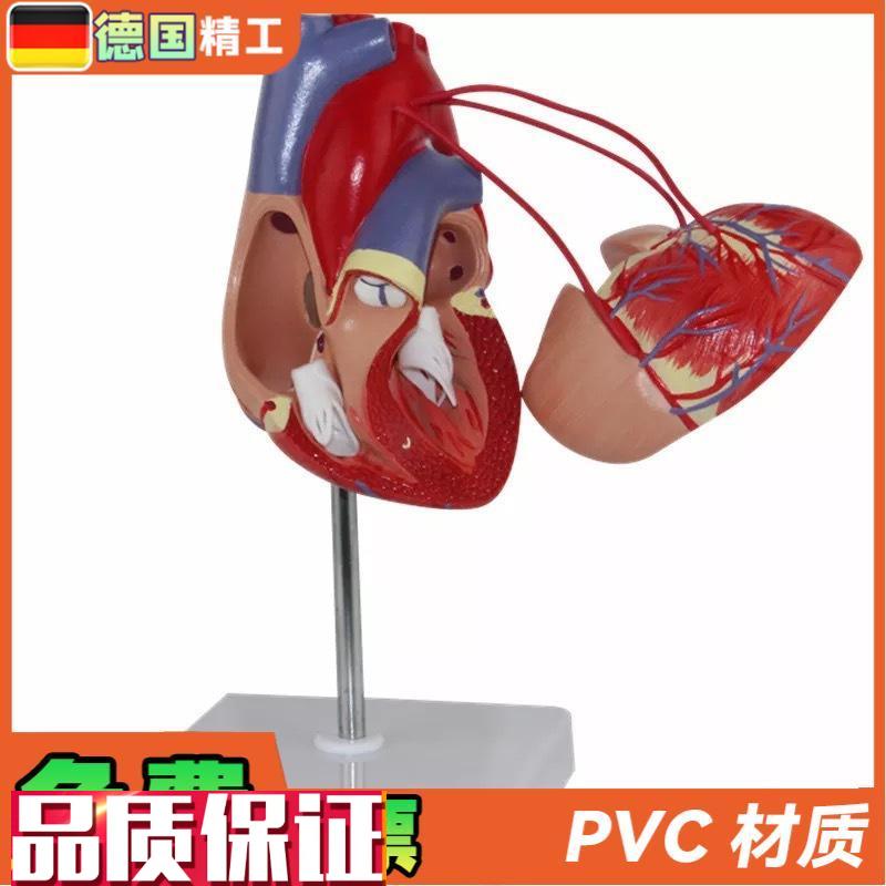 德国】KX-A400a普信心脏搭桥心解v剖心血管人体心脏心内科模型