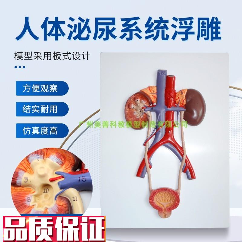 人体泌尿系统模型输尿管膀胱尿道E模型肾解剖模型医学浮雕模型