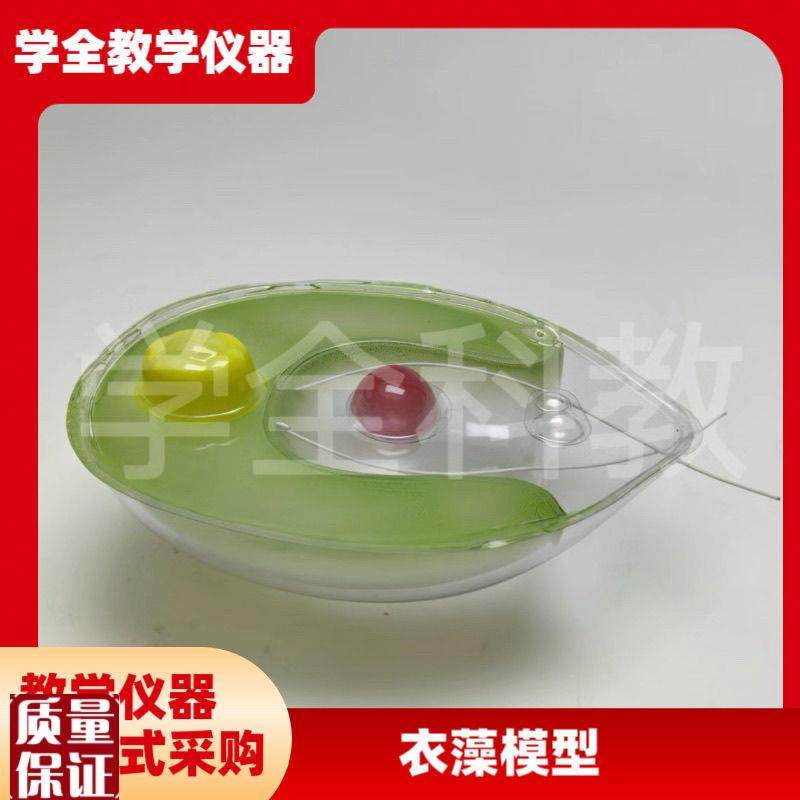 衣藻模型单细胞绿色植物生物课教学仪器初高中实验W室装备仿真透