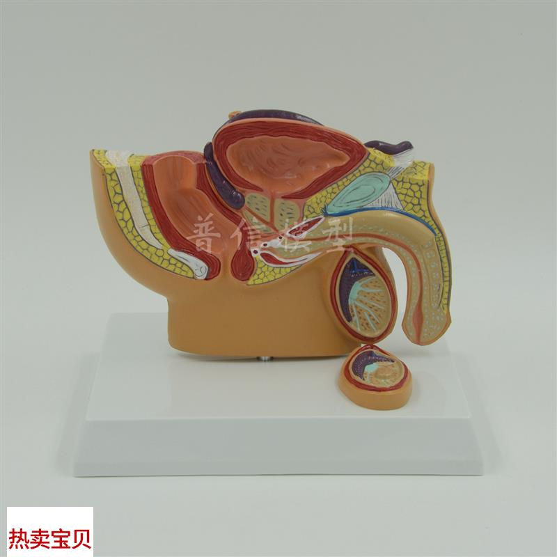 普信男性盆腔模型盆腔睾丸前列腺模I型泌尿系统生殖系统医用
