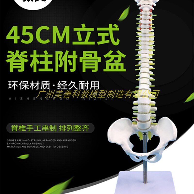45CM人体脊柱模l型 仿真成人医学正骨练习颈椎腰椎脊椎立式硬腰椎