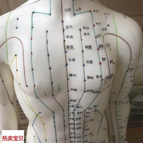 自然大人体针灸模型178CM自然大人体P针灸模型178CM