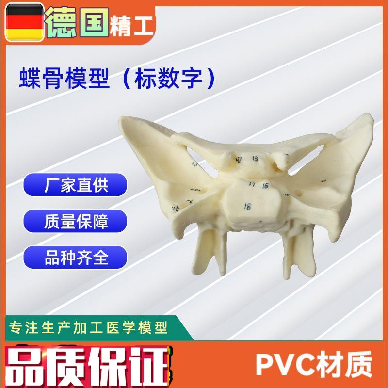 人体蝶骨放大标数字模型教学解P剖模型蝶骨模型