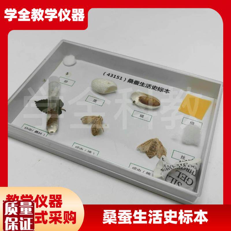 科普教学用动物标本431t51桑蚕生活史发育标本真实昆虫标本科普