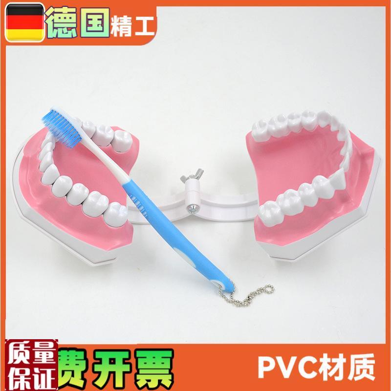 牙科口腔c齿科教学示教刷牙模型二倍大牙齿模型下牙可拆卸医