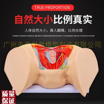 女性会阴模型尿生殖三f角肛门生殖系统模型女性盆底肌肉神