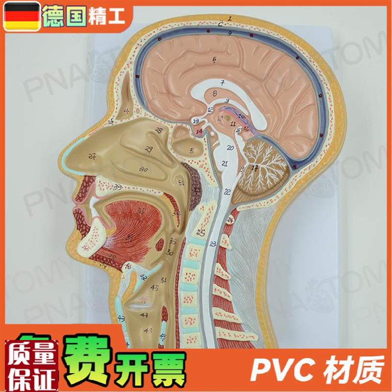 德国】人体头部矢状切面额状切大脑结构解剖P模型医学耳鼻喉科美