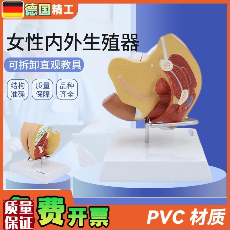 德国】女性子宫模型卵巢阴道女性G内外生殖官模型生殖科妇科