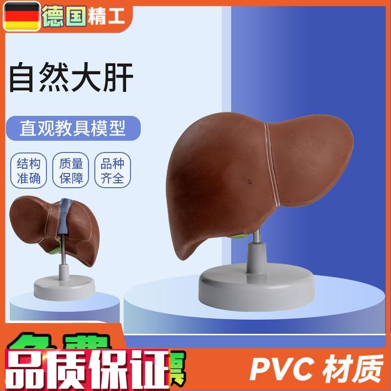 德国】自然大肝自然大医学教学模型人体解剖模X型肝胰解剖模