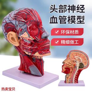 医学头部正中矢状切面附u血管神经模型面部模型头部解剖模型