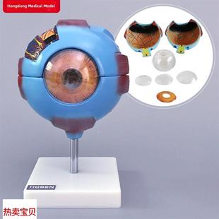 眼球模型人眼结构6倍放大可拆B卸式视力教学眼镜医学教学模具