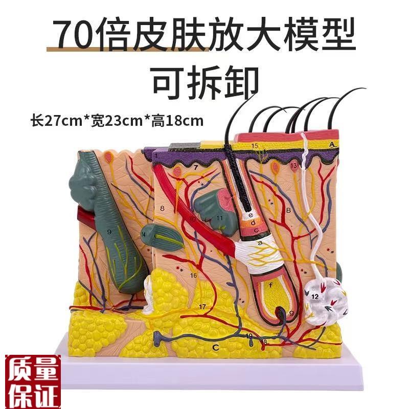 70倍人体皮肤组织结构放大解剖模型医学美容整T形立体皮肤放大模