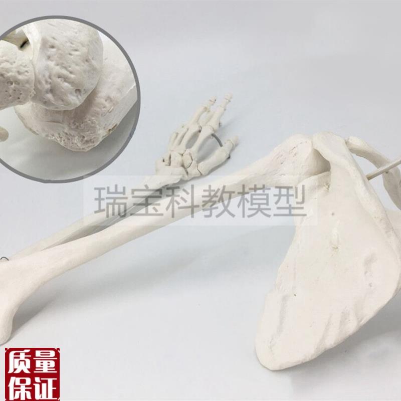 人上肢骨a骼模型仿真1比1关节可活动手臂腕肘肩关节四肢腿膝踝韧